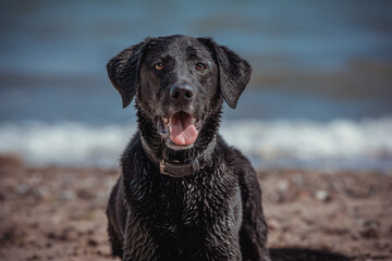 Labrador sitzt am Strand