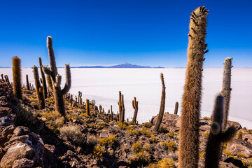 Big cactus on Incahuasi island, salt flat Salar de Uyuni, Altiplano, Bolivia.