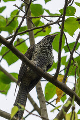 Female Asian Koel perching on a tree branch.