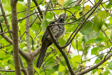 Fototapeta na wymiar Female Asian Koel perching on a tree branch.