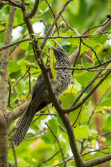 Female Asian Koel perching on a tree branch.