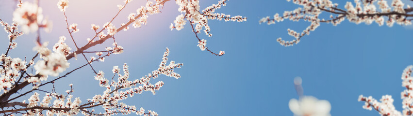 Blooming tree brunches on the background of blue sky.