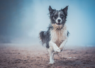 Australian Shepherd läuft am Strand 