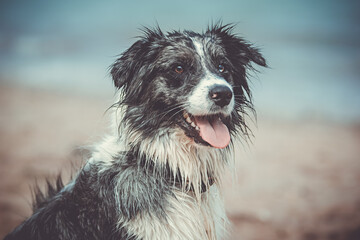 Australian Shepherd am Strand im Porträt