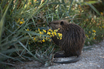 Nutria in der Natur