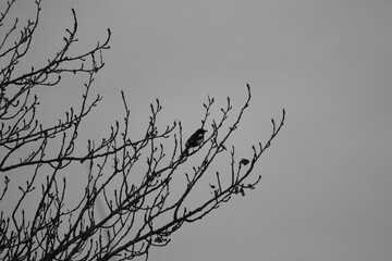 bird sitting in a tree