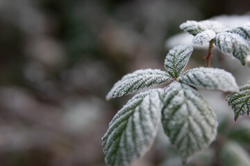 Leaves of a blackberry bush covered with ice crystals of hoarfrost on a winter morning. Concept of winter season, cold weather, missing frost protection. Closeup shot with background blur, copy space.