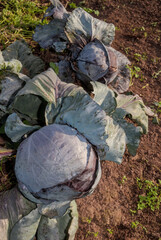 Fototapeta na wymiar Cabbage (Brassica oleracea) in vegetable garden