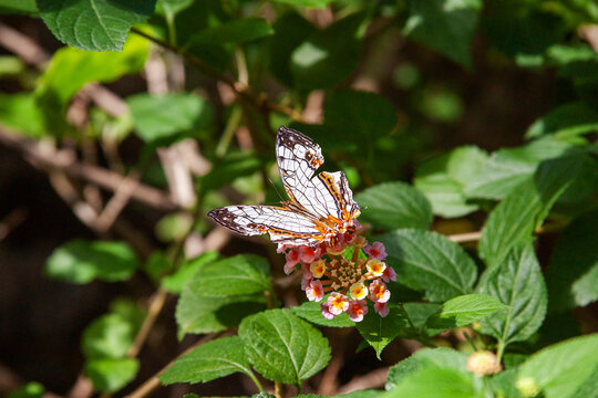 36 Best イシガケチョウ Images Stock Photos Vectors Adobe Stock