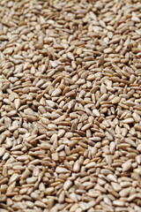 sunflower seeds on rustic background