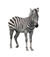 Fototapeta na wymiar young zebra on white background