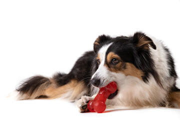 Tricolor Australian shepherd playing with a rubber bone