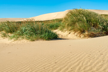 The wandering dune Rubjerg Knude on the North Sea coast in Denmark