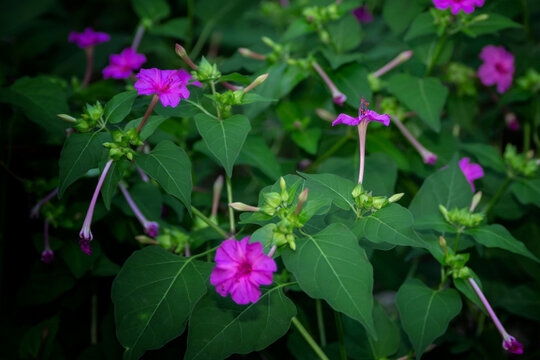 Selective focus shot of beautiful blooming Iochroma flowers