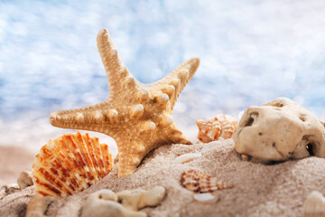 Sea shells and big starfish in the sand on the sea. Close up, blurred background. Sea, sand, beach.
