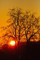Sunrise over the winter forest in the suburbs.