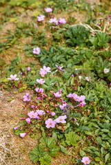 Fototapeta premium Arctic Springbeauty (Claytonia arctica) at St. George Island, Pribilof Islands, Alaska, USA