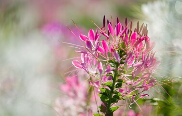 Close-up view of sweet color flowers on a sunny day