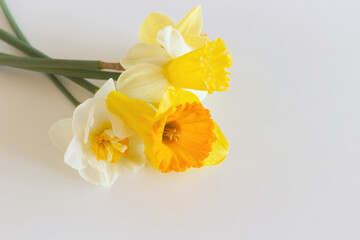 Yellow Narcissus flowers on a light white background. Spring flowers. Congratulation floral background for greeting card. Nature concept.