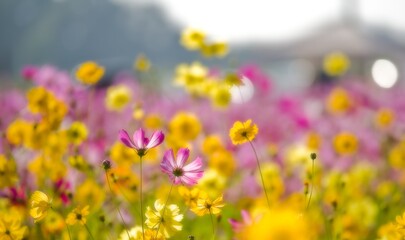 Blooming cosmos flower field on a sunny day