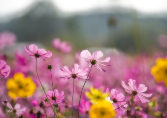 Fototapeta premium Blooming cosmos flower field on a sunny day
