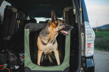 a german shepherd is a soft crate in the car. the trunk is open and the dog i peeking out of his...