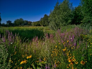 Obraz premium meadow with flowers and lake