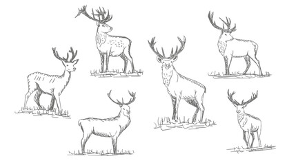 Fototapeta premium Collection of vector vintage styled engraved hand drawn deer animal hunting season