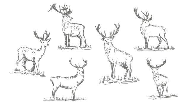 Collection of vector vintage styled engraved hand drawn deer animal hunting season