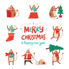 Set of cute funny cow, bull or ox in a Christmas hat. Merry Christmas and happy new year 2021. The year of the ox. The male cow and bull wear red santa costume. Animal holidays cartoon character