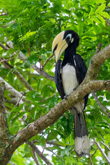 Oriental pied hornbill perching on a tree branch.