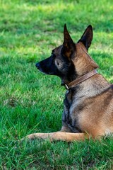 portrait of belgian shepherd malinois in the grass