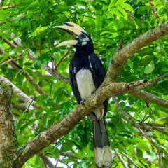 Oriental pied hornbill perching on a tree branch.