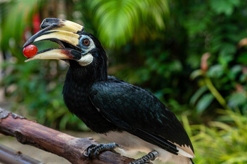 Oriental pied hornbill perching on a tree branch.