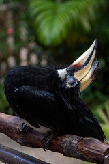 Oriental pied hornbill perching on a tree branch.