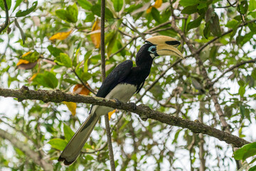 Oriental pied hornbill perching on a tree branch.