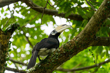 Oriental pied hornbill perching on a tree branch.