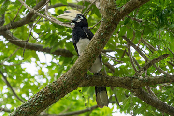 Oriental pied hornbill perching on a tree branch.