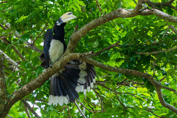 Oriental pied hornbill perching on a tree branch spreads its wing.