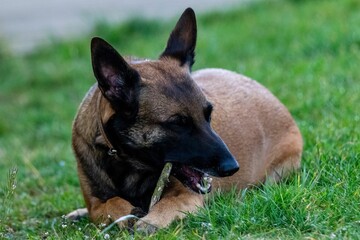 portrait of belgian shepherd malinois in the grass