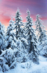 snowy fir trees against sunset sky background