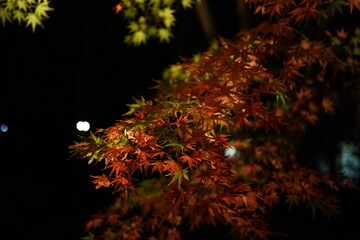 red leaves in dark
