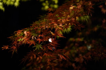 red leaves in dark