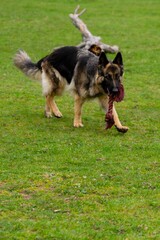 portrait of german shepherd in the grass