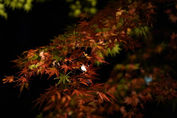 red leaves in dark