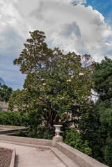 Obraz premium Southern Magnolia (Magnolia grandiflora) in park, Crimea