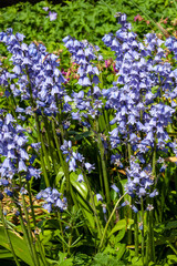Bluebell (hyacinthoides non scripta) a blue spring flower perennial bulb plant found in woodland during the springtime flowering season, stock photo image