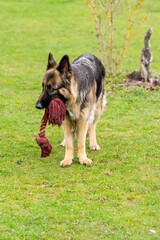 portrait of german shepherd in the grass