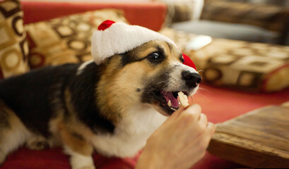 Funny portrait cute welsh corgi dog in santa hat eating cheese from owner hand, pet on sofa at home at Christmas time