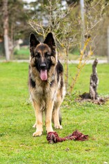 portrait of german shepherd in the grass